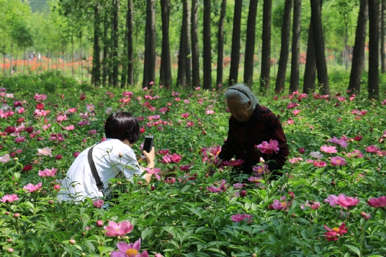 菏澤市東明黃河森林公園游客觀賞牡丹、芍藥。圖片來源：菏澤市攝影家協(xié)會